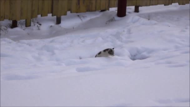 Cat Στη Σιβηρία Στη Ρωσία Αλλάζει Διαμερίσματα Χειμώνα — Αρχείο Βίντεο