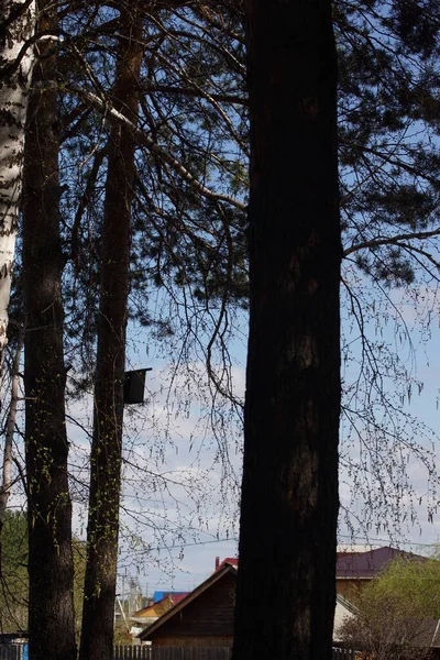 松树上的鸟屋和天空背景 — 图库照片