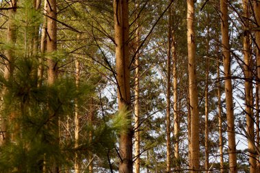 Parlak güneşli bir günde kozalaklı ormanda sonbahar.