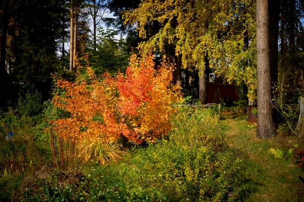 Φθινόπωρο Στο Κωνοφόρο Δάσος Μια Ηλιόλουστη Μέρα — Φωτογραφία Αρχείου