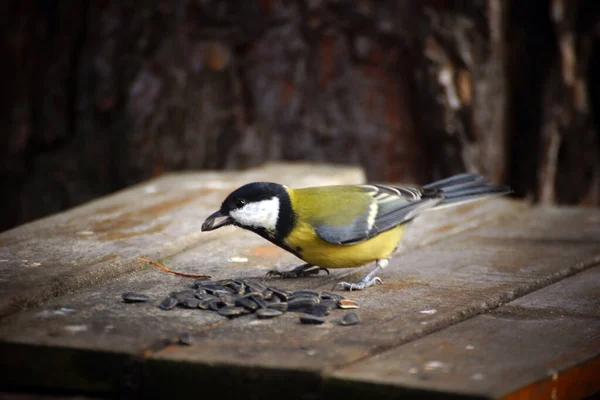 Tit Closeup Stump Forest — Stock Photo, Image