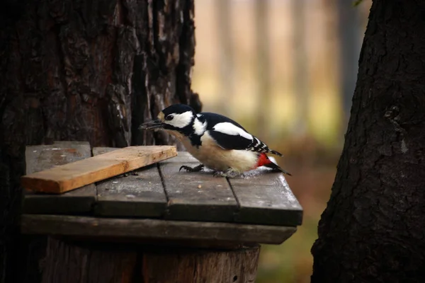 Big Spotted Woodpecker Tree Stump Eats Sunflower Seeds — Stock Photo, Image