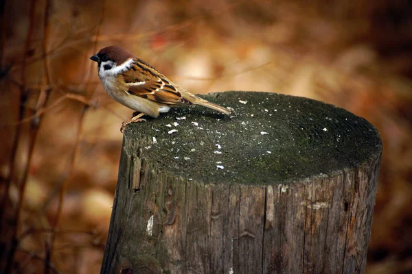 Sperling Aus Nächster Nähe Auf Einem Baumstumpf Wald — Stockfoto