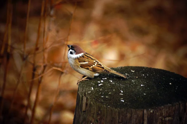 Sparrow Close Een Stronk Het Bos — Stockfoto