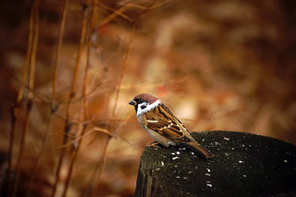 Vrabec Zblízka Pařezu Lese — Stock fotografie