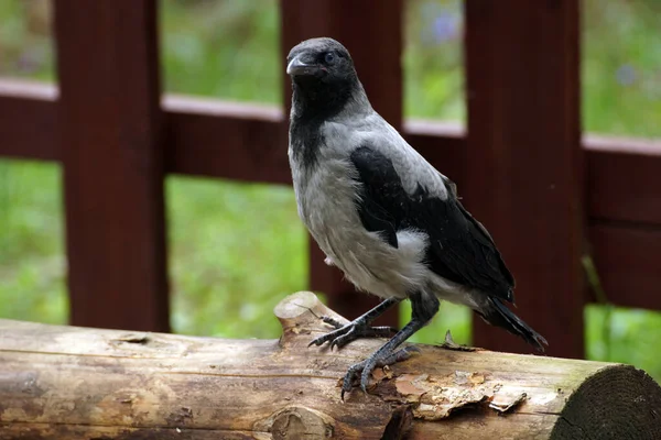 Raven Chick Corvus Cornix Fallen Nest Forest Cottage — Stock Photo, Image