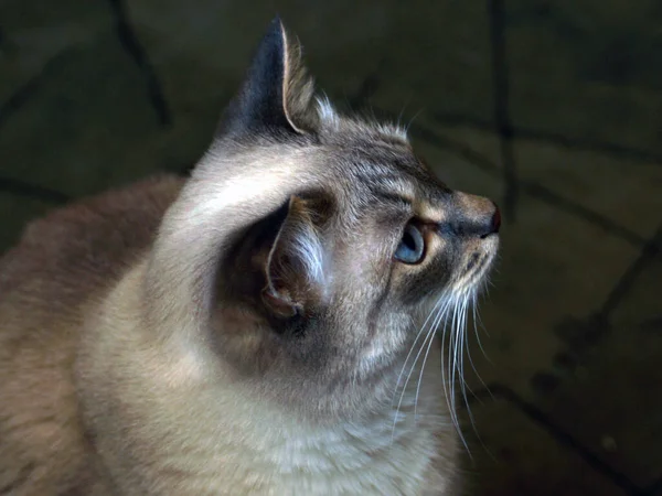 Gato Bonito Cinza Cuidadosamente Olha Para Cima — Fotografia de Stock