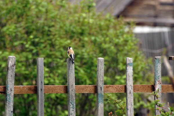 Yurok Pájaro Una Valla Madera Sobre Fondo Verde — Foto de Stock