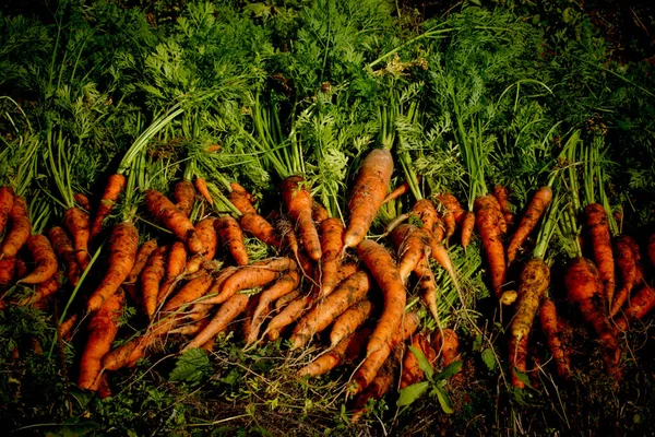 Freshly dug carrots with tops on the ground