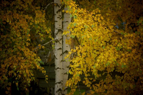 Birch Bright Yellow Fallen Leaves Mid Autumn — Stock Photo, Image