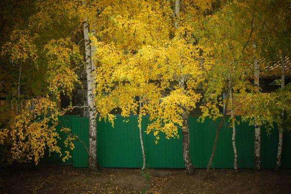 在中秋 有明亮的黄色但没有落叶的桦树 — 图库照片