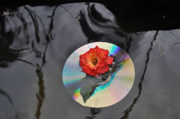 Light and color effects on the CD with flowers floating in a pond