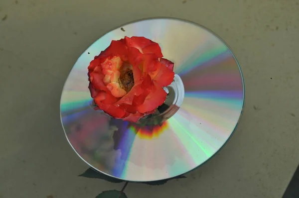 Gölde yüzen çiçeklerle CD 'de ışık ve renk efektleri