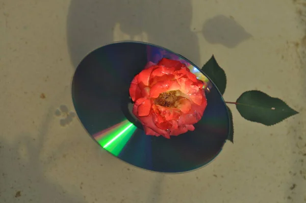 Light and color effects on the CD with flowers floating in a pond