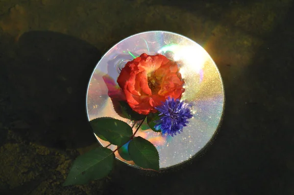 Light and color effects on the CD with flowers floating in a pond