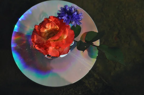 Light and color effects on the CD with flowers floating in a pond