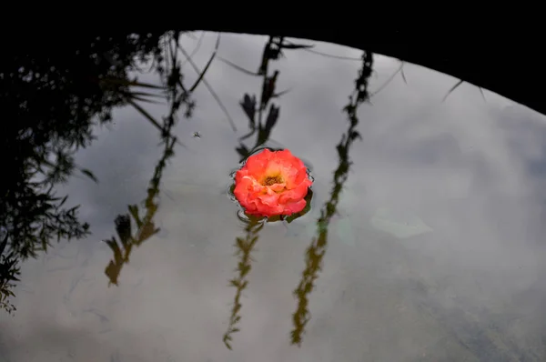 池の底の水と影の中のバラの花 — ストック写真