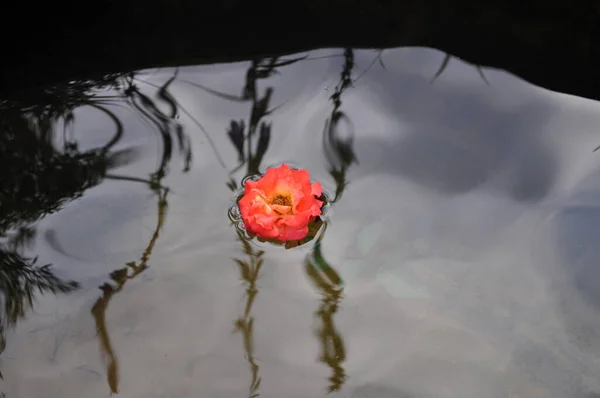 Flor Rosa Água Sua Sombra Fundo Lago — Fotografia de Stock