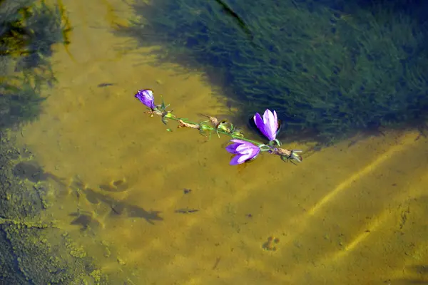 花は水面に浮かび 貯水池の底に影を与えます — ストック写真