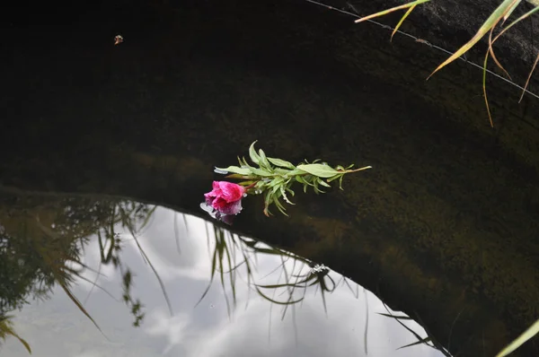 Flower Floats Surface Water Which Sky Vegetation Reflected — Stock Photo, Image