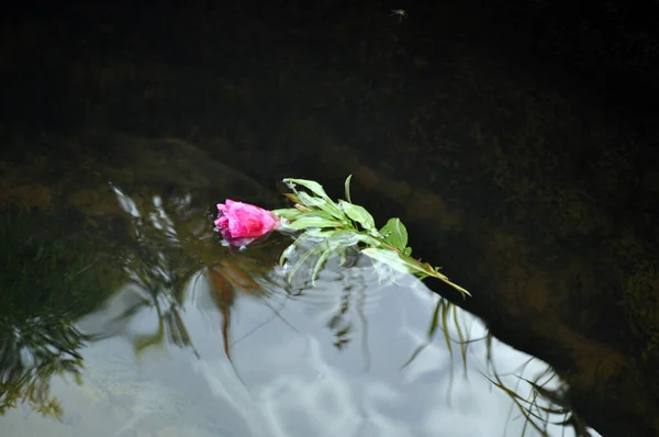 Una Flor Flota Superficie Del Agua Que Reflejan Cielo Vegetación — Foto de Stock