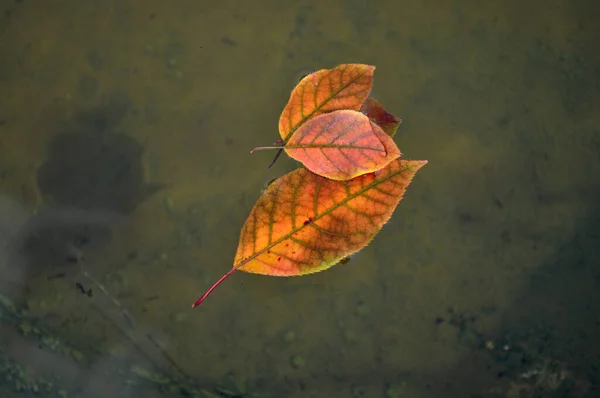 Gelbe Blätter Teich Und Ihr Schatten Boden — Stockfoto