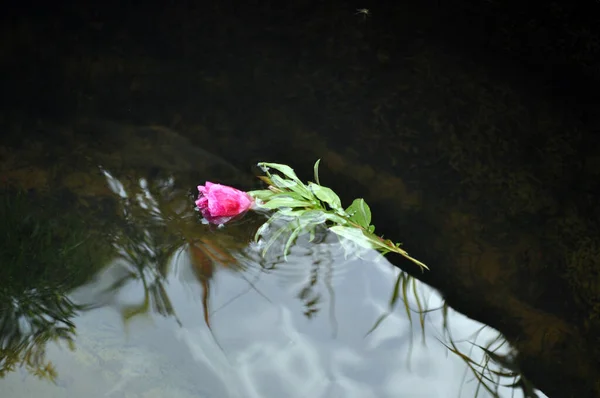 Квітка Плаває Поверхні Води Якій Відбивається Небо Рослинність Стокова Картинка
