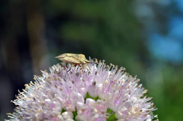 Insekten Sitzen Auf Der Blüte Des Lillium Schoenoprsum Und Sammeln — Stockfoto