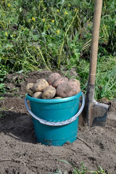 A bucket of potatoes and a shovel on a potato field