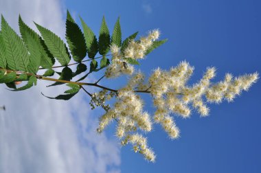 Tarla çiçekleri (Sorbaria) üzerindeki küçük bir böcek nektar ve polen toplar.