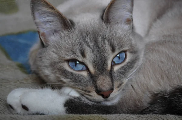Портрет Красивого Кота Блакитними Очима — стокове фото