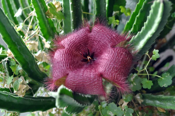Gran Flor Cactus Planta Interior Cactaceae — Foto de Stock