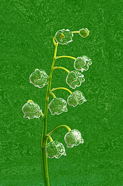 Ilustracja Graficzny Rysunek Lilii Sylwetki Kwiatu Doliny — Zdjęcie stockowe