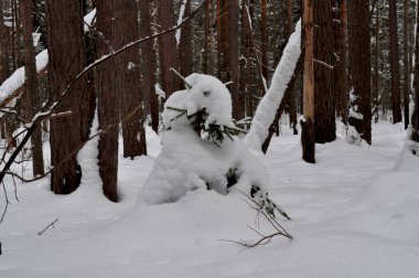 Rusya 'da Sibirya' da kozalaklı ağaçların dallarında kar var.