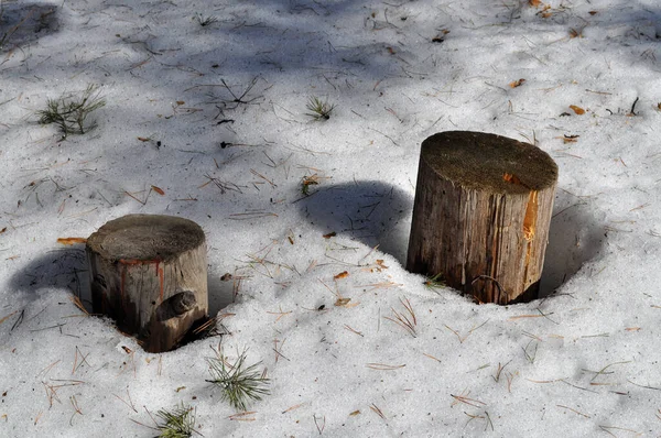 Derretendo Neve Uma Floresta Pinheiros Closeup Sibéria Rússia — Fotografia de Stock