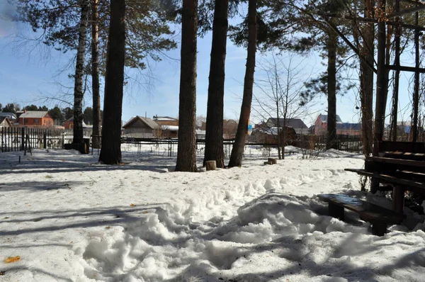 Derretimiento Nieve Bosque Pinos Con Vistas Pueblo Siberia Rusia — Foto de Stock