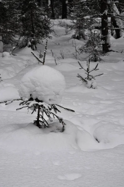 Neve Nos Ramos Coníferas Sibéria Rússia — Fotografia de Stock