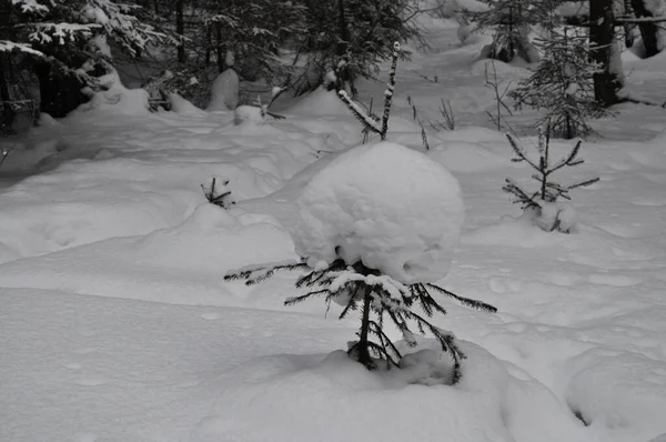 Neve Nos Ramos Coníferas Sibéria Rússia — Fotografia de Stock