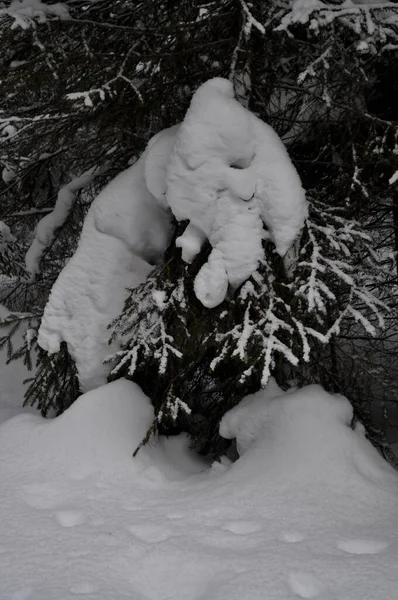 Neve Nos Ramos Coníferas Sibéria Rússia — Fotografia de Stock