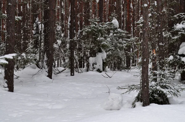 Зимний Лесной Ландшафт Хвойных Пород Ранней Весной Сибири России — стоковое фото
