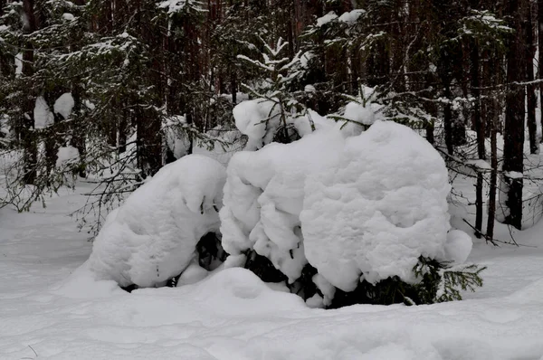 Снег Ветвях Хвойных Деревьев Сибири России — стоковое фото