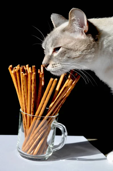 灰色の猫味甘い棒でガラスマグカップ — ストック写真