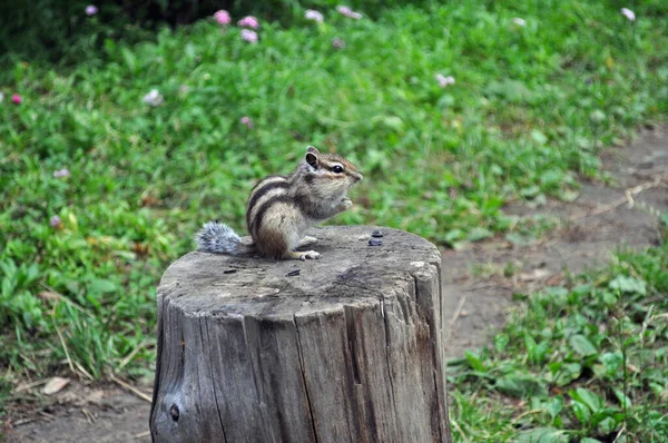 Wild Chipmunk Stump Visiting Forest Country — Stock Photo, Image