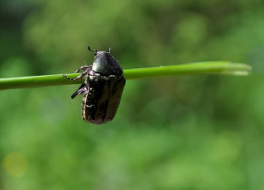 Bronz böcek yeşil arka planda bir dala tutunuyor.