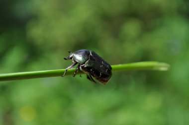 Bronz böcek yeşil arka planda bir dala tutunuyor.