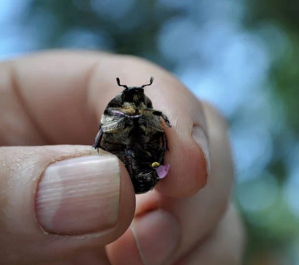 Perunggu Kumbang Tangan Manusia — Stok Foto