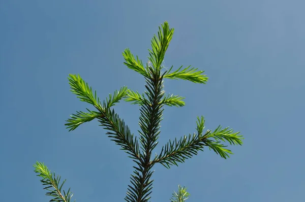 Sprig Pine Young Annual Growth Blue Sky — Stock Photo, Image