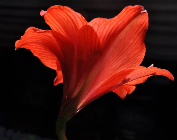 Piros Szirmok Egy Hazai Virág Amaryllis Közelkép Egy Fekete Háttér — Stock Fotó