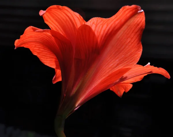 Bir ev çiçeğinin kırmızı taç yaprakları Amaryllis 'in yakın plan siyah arka plan yaprakları üzerinde Amaryllis' in yakın plan siyah arka plan resmi.