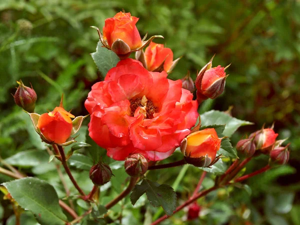 Rorose Virágok Rügyek Közelkép Zöld Háttér Virágok Rügyek Közelkép Zöld — Stock Fotó